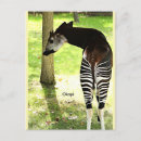 Search for herbivorous postcards Africa