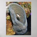 Search for puffer posters Sea life