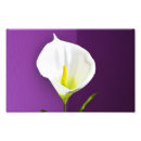 Search for cala art Flower