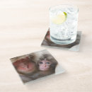 Search for baby monkey coasters Young animal