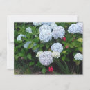 Search for blue hydrangea postcards Summer flowers