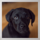 Search for baby animal posters Dog