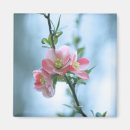 Search for apple blossom magnets Tree