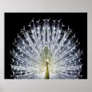 Search for peacock posters Black and white