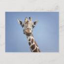Search for giraffe looking postcards Wildlife