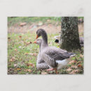 Search for geese postcards Nature