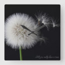 Search for dandelion clocks Nature