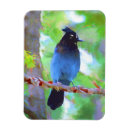 Search for jay magnets Bird