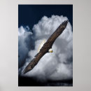 Search for flying eagle photography Wildlife