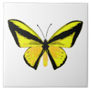 Search for butterfly wing Decorative
