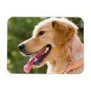 Search for profile magnets Dog