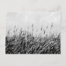 Search for dune postcards Sand dunes