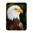 Search for bald magnets Patriotic