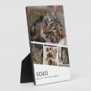 Search for pet supplies Photo collage