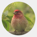 Search for finch stickers Animals