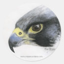 Search for peregrine stickers Hawk