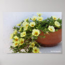 Search for moss posters Flowers