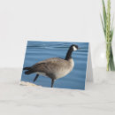 Search for canada goose cards Photography
