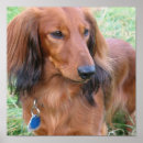 Search for long haired dachshund art Puppy