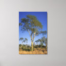 Search for arid canvas prints Botany