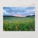 Search for red state postcards Flowers