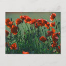 Search for poppy postcards Nature