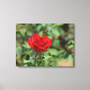 Search for bush canvas prints Beautiful