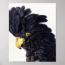 Search for black cockatoo posters Vintage