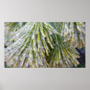 Search for pine needle posters Abstract