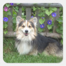 Search for pembroke stickers Corgis