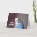 Search for budgie birthday cards Blue