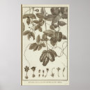 Search for parts of a flower posters Engraved