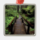 Search for redwood trees christmas tree decorations Path