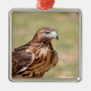 Search for red tail hawk christmas tree decorations Wildlife