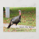 Search for turkeys postcards Greetings
