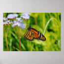 Search for monarch butterfly art Nature
