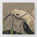 Search for snake photography Snakes