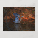 Search for great blue postcards Photography