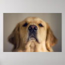Search for treating posters Cute