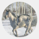 Search for appaloosa horse stickers Snow