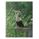 Search for anhinga Animals