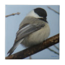 Search for capping tiles Songbirds