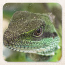 Search for agama Lizard
