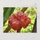 Search for torch postcards Tropical