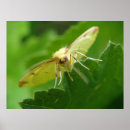 Search for furry creatures posters Wildlife