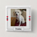 Search for paw badges Pet photo