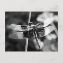 Search for black and white photography postcards Nature