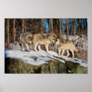 Search for timber wolves posters Nature