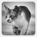 Search for house pets stickers Cat