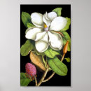 Search for vintage magnolia posters Botanical